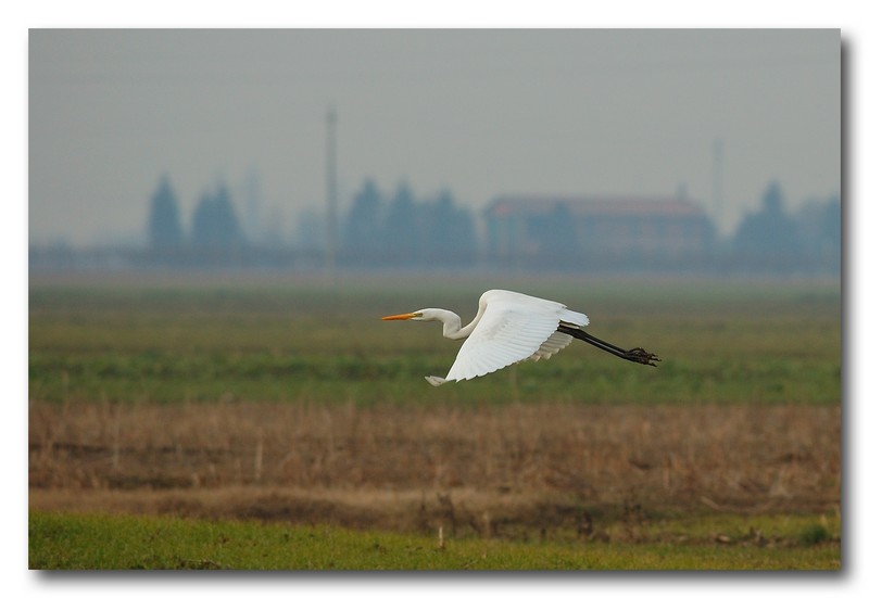 Airone bianco maggiore - Casmerodius albus